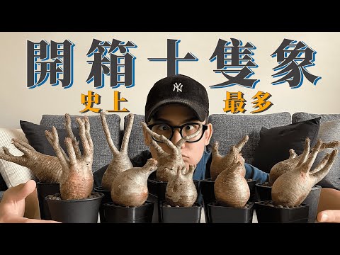 【開箱】前無古人!! 一次購入十隻原產象牙宮!! 做伙來看哩系象🐘 Pachypodium gracilius