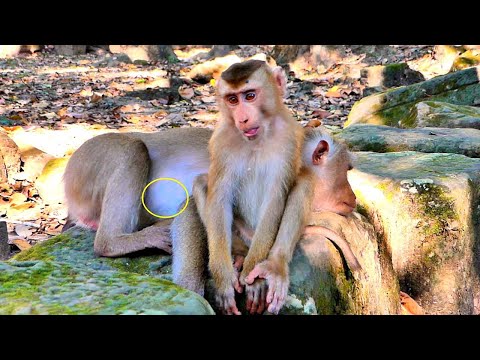 Amazing..// Tiny Monkey LEO helps grooming Pregnant Mom Libby while Libby sleeps soundly.