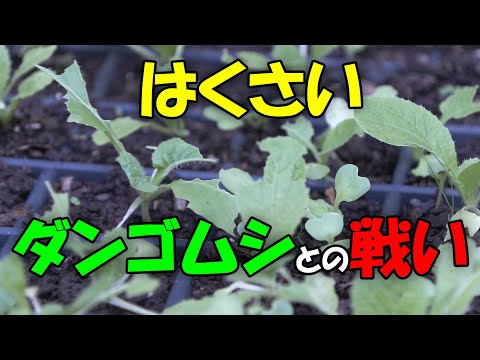 【白菜】ハクサイ　ダンゴムシとの闘い