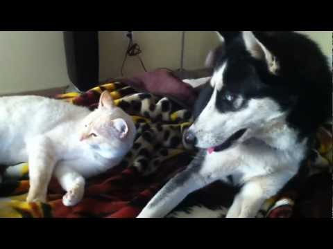 Husky Bothers Sleepy Cat