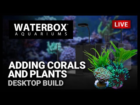 Episode 150: Adding corals and plants to our saltwater and freshwater desktop aquarium builds.