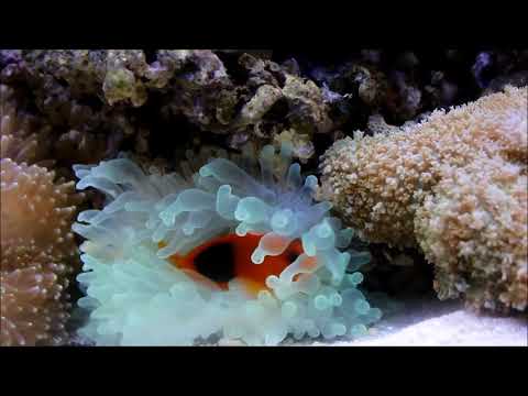 印度紅小丑Red saddleback anemonefish  3k