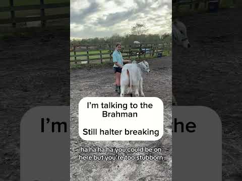 Walking the Cows! #cows #tractors #cow #cattlerancher