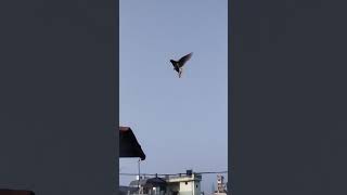 #pigeon #vairal #shorts # videos #bird #trending #kabootar #baazi #