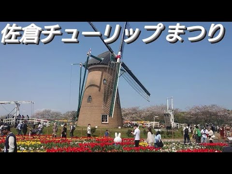 チューリップまつり！佐倉チューリップまつり❤️去年より外国人の方が沢山居ましたね！年々見に来る人が増えてると思います🍀風車の中にも入りました。２０２４年４月１４日 千葉県佐倉市 ふるさと広場！