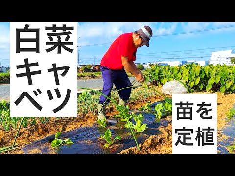 白菜とキャベツの苗の定植｜大きな白菜と美味しい春キャベツを作りたい