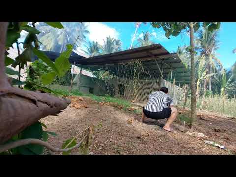 Journey: NAGTANIM AKO NG OKRA! UPDATE SA MINI CHICKEN FARM!