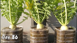 ペットボトルで大根栽培をしてみた　/  I Cultivated Daikon Radish in a Plastic Bottle