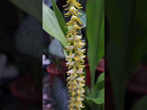 菲律賓黃穗蘭  Dendrochilum macranthum #plants #植物 #orchid #蘭花