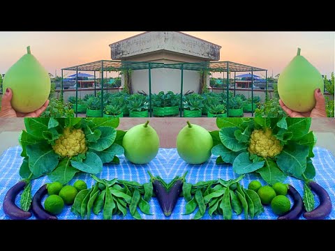 Harvesting 100% Pure Organic Vegetables From My Rooftop Terrace Garden/Harvesting Organic Vegetables