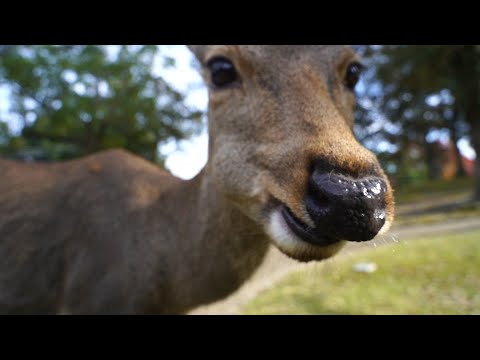 Deer Eating Rice Crackers ASMR | Nara Park Japan