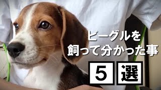 Top 5 Reasons To Get a Beagle