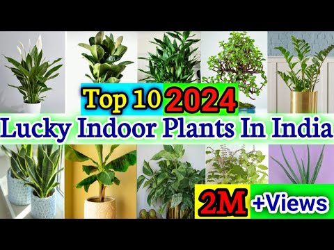 Top 10 Lucky Plants for Home | Vastu Plants | Best Indoor Plants | Lucky Plants for Home