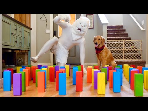 Cat and Dogs vs Obstacle Challenge!