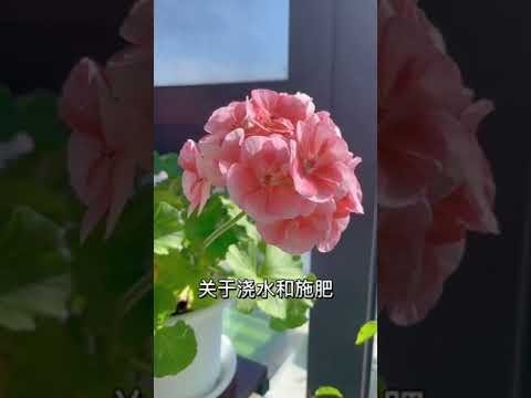 【蓝胖小花匠🎏】天竺葵因为不爱生病、开花漂亮，收到很多人的喜欢，但是封闭阳台养天竺葵有蛮多注意事项～今天就分享一下封闭阳台如何养天竺葵。#天竺葵 #爱生活爱养花