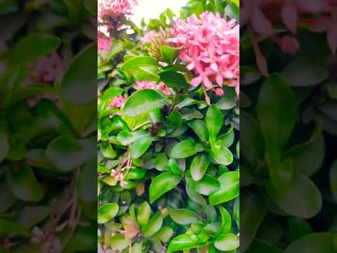 ixora plant#shortsbeta