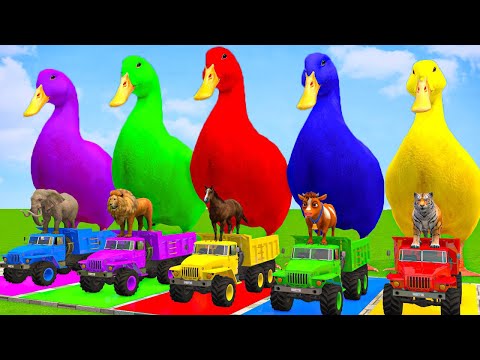 5 Giant Duck Cartoon,Cow,Mammoth,Dog,T-Rex,Lion,Tiger Paint Wild Animals Crossing Fountain Animation