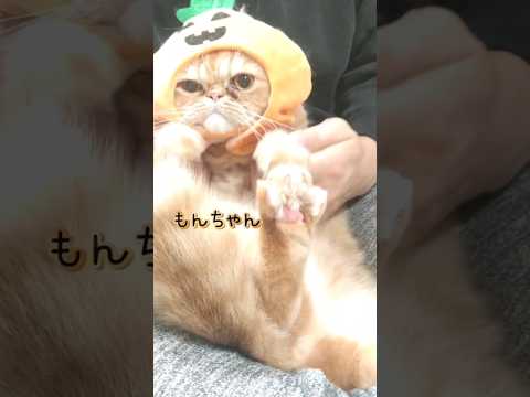 ニャロウィン🎃#cat #エキゾチックショートヘア #猫動画