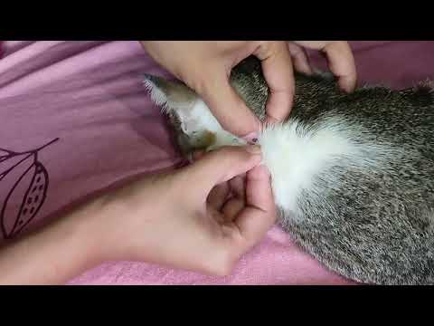 Removing fleas from cat