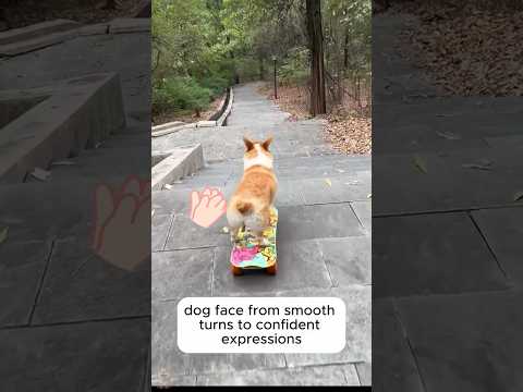 🏆🐾 This Dog Is A Skating Champion! Prepare To Be Amazed!