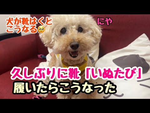 【犬の靴】いぬたび犬用の靴を履かせてみたら、歩く姿と行動が可愛すぎた