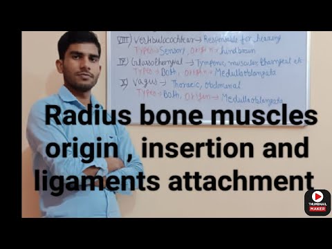 Radius muscle origin, insertion and ligaments attachment in hindi