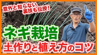 家庭菜園や農園でネギ栽培の土作りと植え方のコツ！植え付け後に苗が安定するネギの育て方！【農家直伝】Tips for making soil for cultivating green onions.