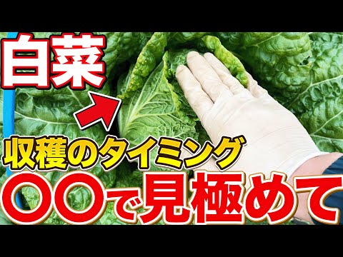 【ココで判断】白菜を最高の状態で収穫するには〇〇を見て下さい