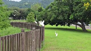 台中坪林森林公園的白鷺鷥