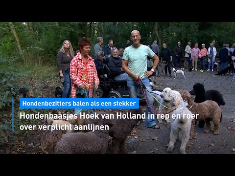 Hondenbaasjes Hoek van Holland in rep en roer over verplicht aanlijnen | Hart van Nederland