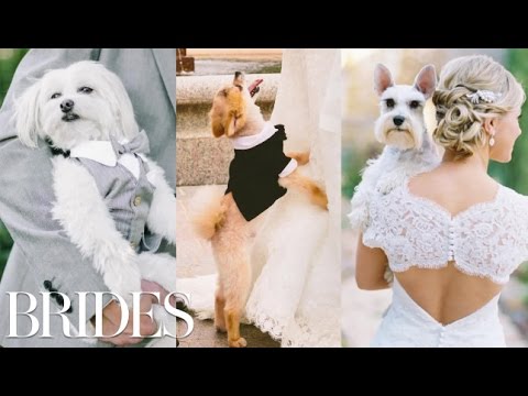 Pets in Weddings: The Most Epic Displays of Puppy Love