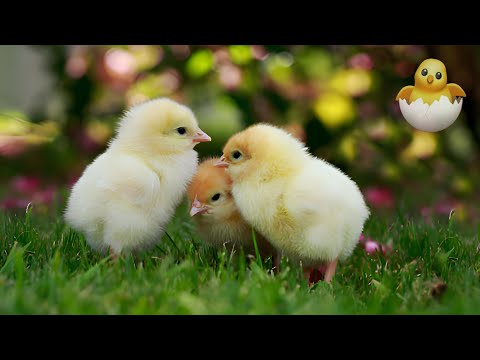 Cute  Baby Chickens - Funny Baby chicks