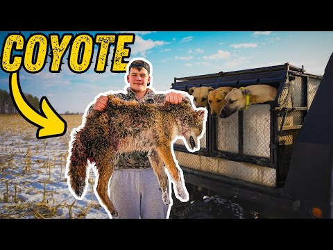 Our Dogs TOOK ON 5 Coyotes! Coyote Hunting With Greyhounds