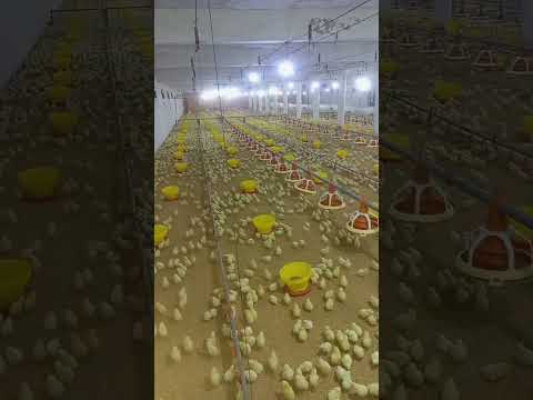 poultry farm #henfarm #broilerchicks #birdslover #poultryfarmbusinessplan #murgi_palan