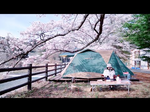 Camp with Sakura　美しいの四月に楽しいキャンプ