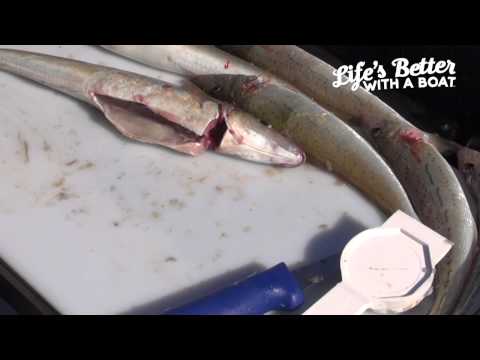 How to Fillet Whiting