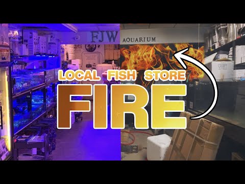 Local Fish Store Loses Over $300,000 in Fish & Coral After Devastating Fire