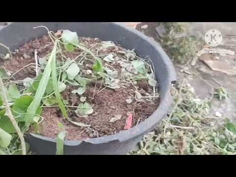 Brinjal and flowers