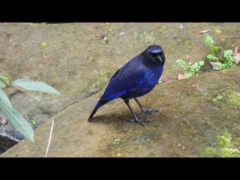 台灣紫嘯鶇/Taiwan Whistling Thrush