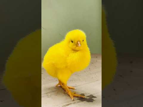 Cute color and colorful chick chirping #hen #chicks #cute #birds