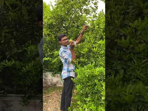 Harvesting lemons 🍋