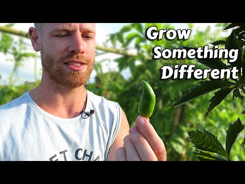 You've GOT TO GROW this Unusual Vegetable! - Growing Caigua From Seed To Harvest