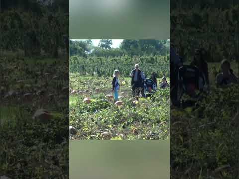 Families Get the Ultimate Pumpkin Patch Surprise!