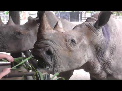 Khao Kheow Open Zoo Highlights Video