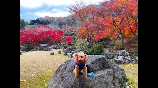 大分の耶馬溪ダム記念公園「溪石園」の紅葉