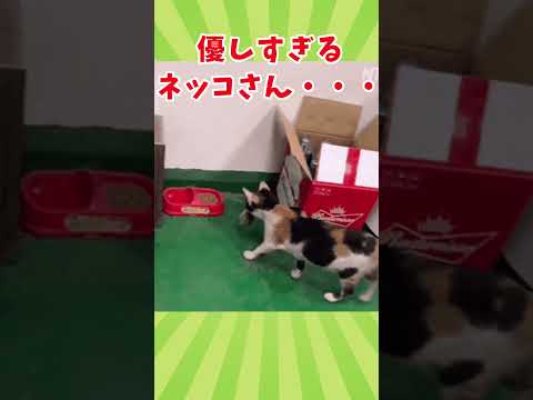 ネッコの動画見てクスッとなったら負けwww　#2ch動物スレ #動物 #猫 #shorts #2ch