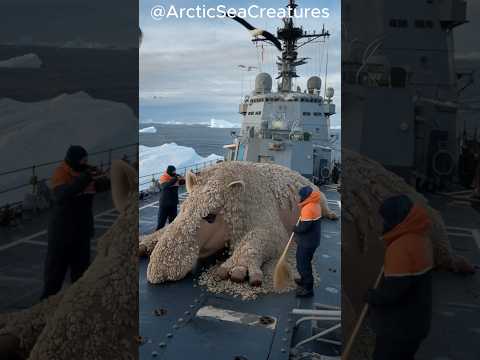 Sailors on a warship help a giant creature whose body is parasitized by barnacles