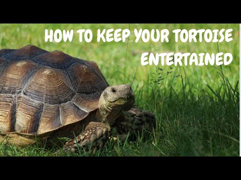 How To Keep Your Tortoise Entertained