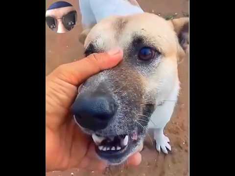 Funny strange reaction of dog while barking #puppy #doglovers