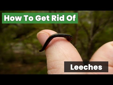 How To Get Rid Of Leeches With This Simple Trick!